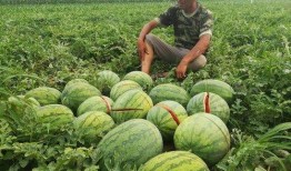 网红大瓜博雅吃瓜视频最全观看 2024大瓜事件,盘点全网最全大瓜事件